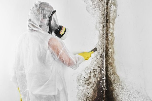 mold removal